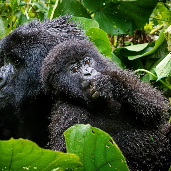 Rwanda Primate Duo: Gorillas & Chimpanzees in Rwanda